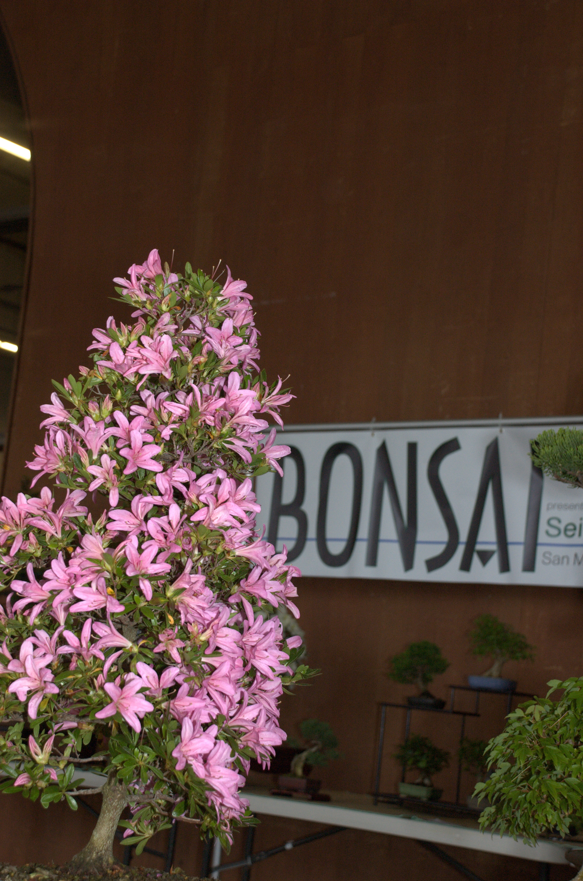 Bonsai's!    <small>[CC-BY-SA-3.0 Jon Davis](http://commons.wikimedia.org/wiki/File:Maker_Faire_2009_Batch_-_08.jpg)</small>” width=”600px”/><figcaption class=